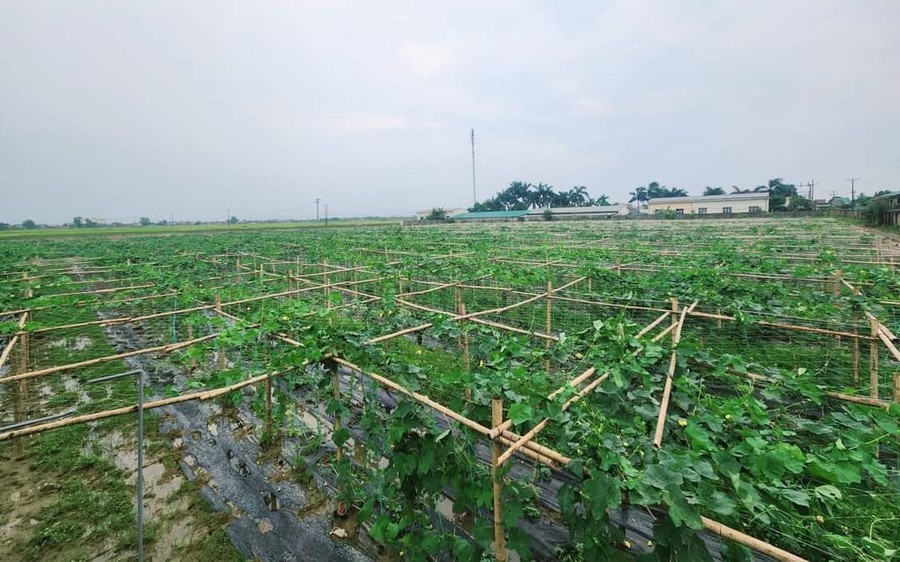 Organic loofah wholesale guide sustainable farming infrastructure