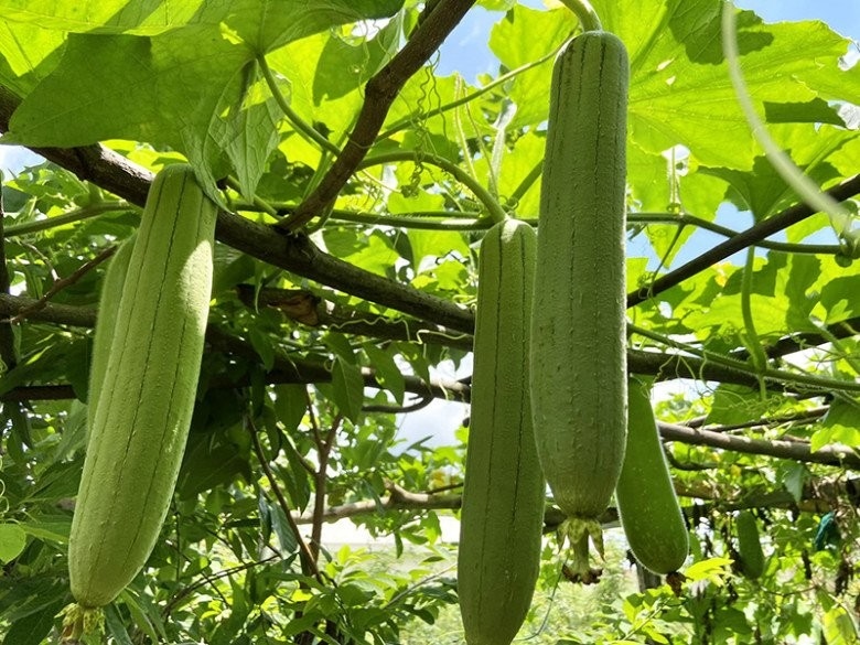 What is VietGAP Standard for Natural Loofah Loofah OEM Manufacturer Vietnam | VietGAP Certified & Bulk Supply