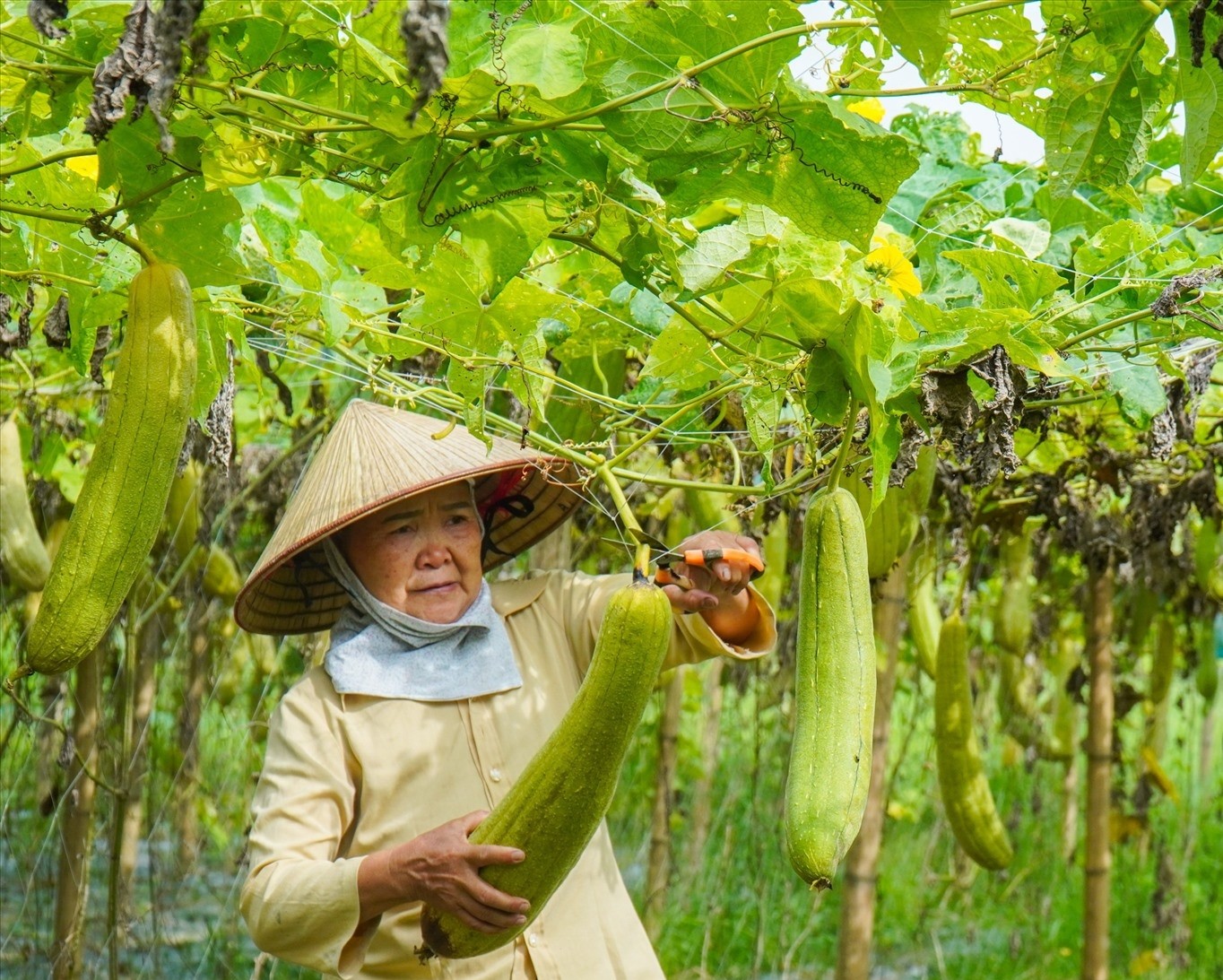 Ethical labor standards and humanitarian ESG compliance in a Vietnamese natural loofah manufacturing facility.