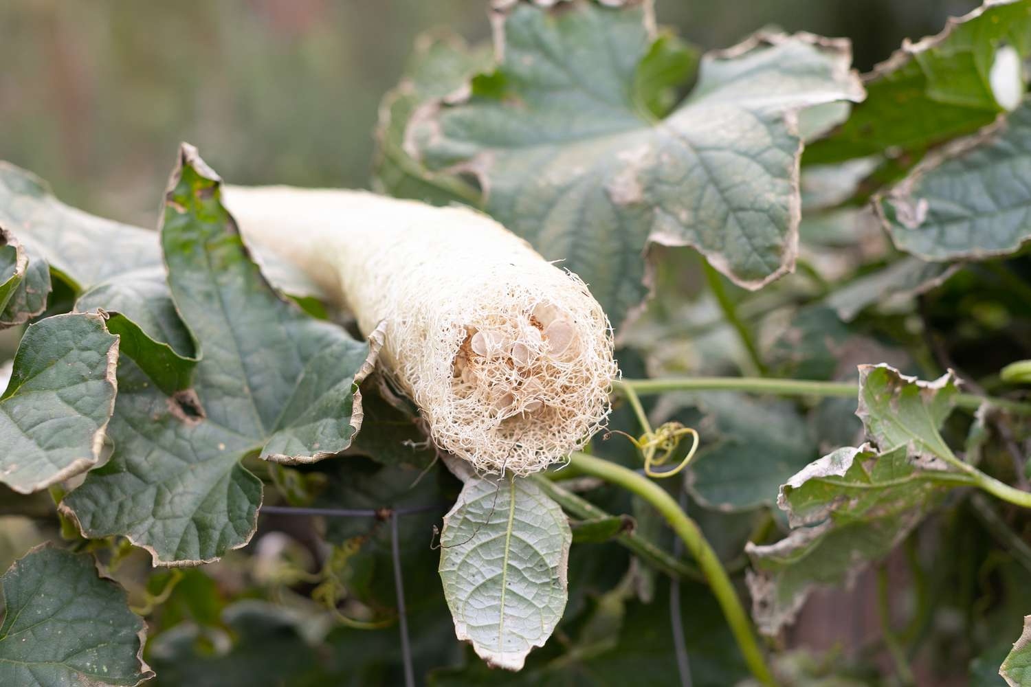 Loofah sponges are biodegradable in nature.
