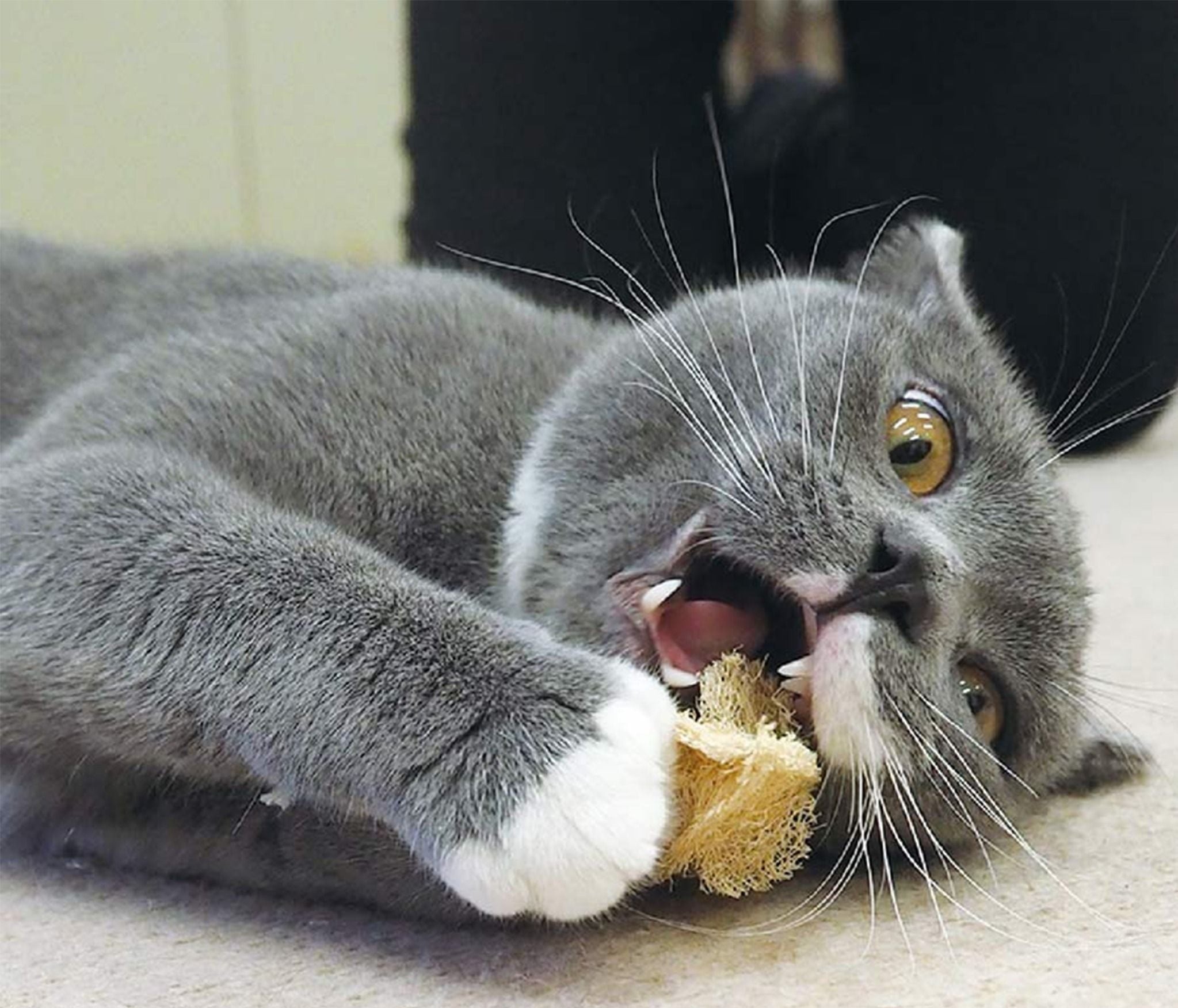 Pets playing with loofah sponges